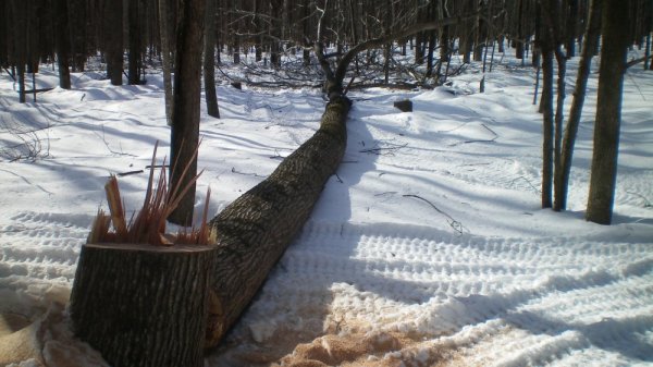 100_0011.JPG
