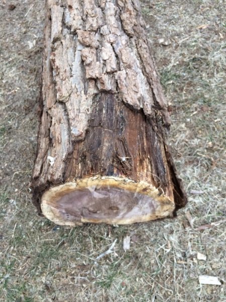 Wood ID2_bark_resize.JPG