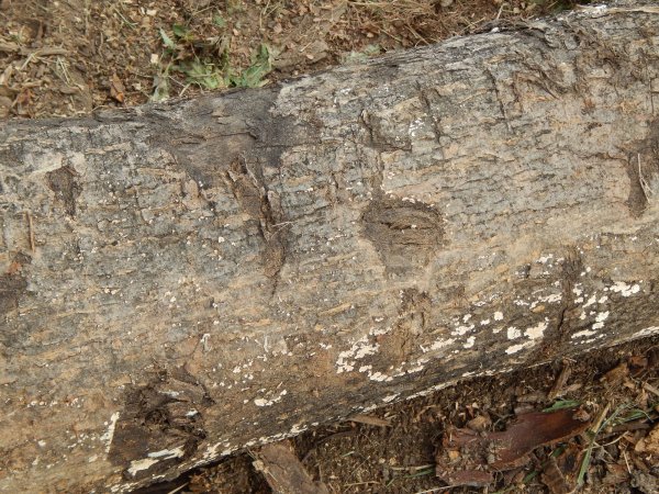 DSCN0419.JPG