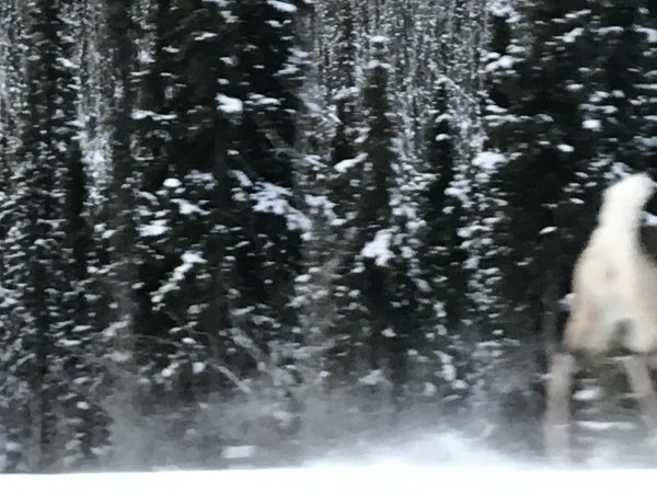 1128803D-2EA7-4D3A-BB33-A0A551C5A2F4.jpeg
