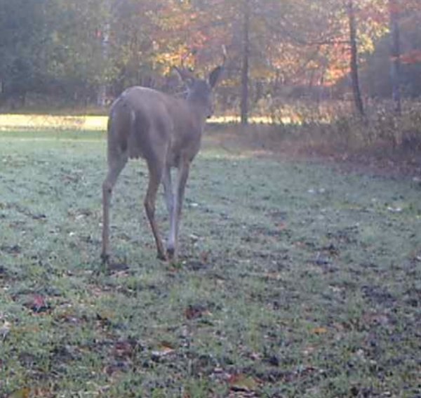 Doe with antlers.jpg