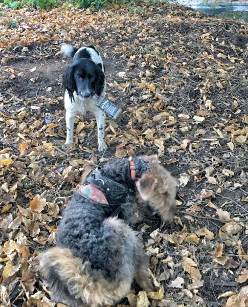 drunk pup web_Snapseed.jpg