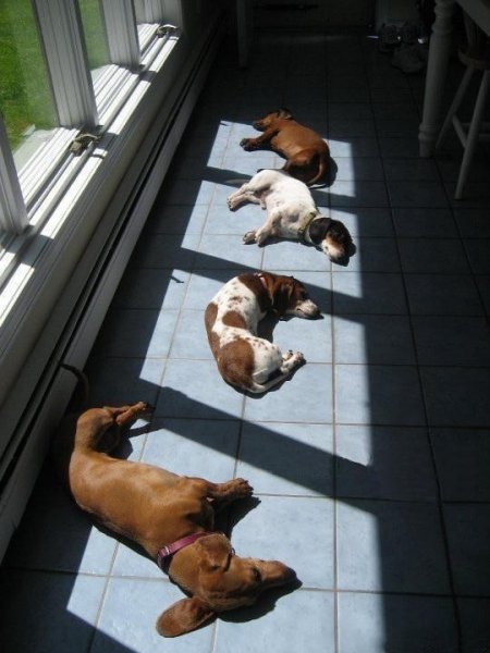 Ray of death dogs 2.jpg