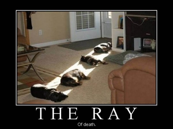 Ray of death dogs.jpg