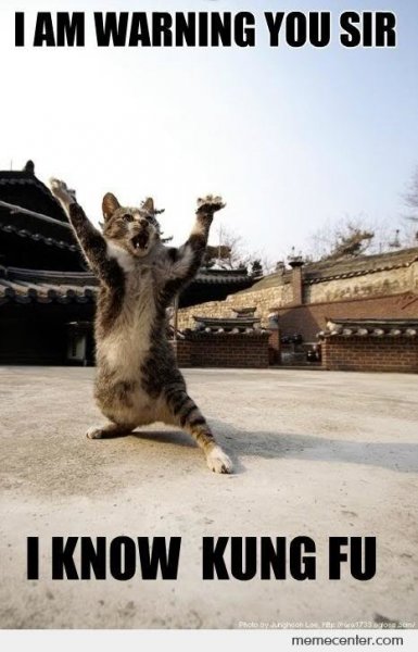 Kung-Fu-Cat_e8a7152e789d5454161cc15da5ce_f67a8bdc58a2afda18512777aa8c88e8100549b1.jpg