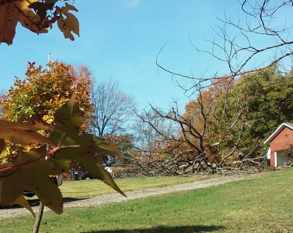 neighbour_tree.jpg