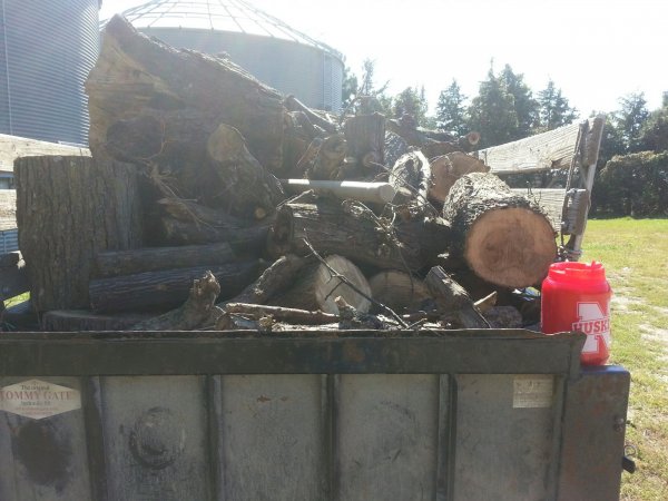 Silver maple back.jpg