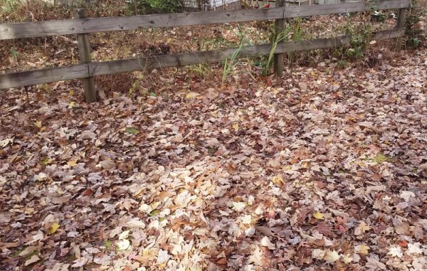 leaves.jpg