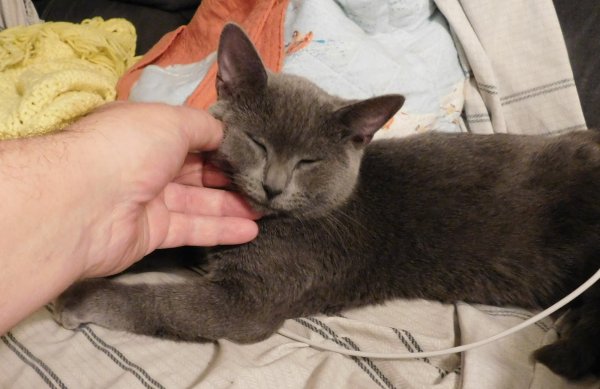 17 Nov 2017 Kitten on other couch 2.JPG