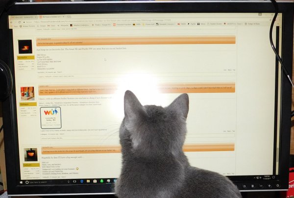 Phoebe reads FHC too.JPG