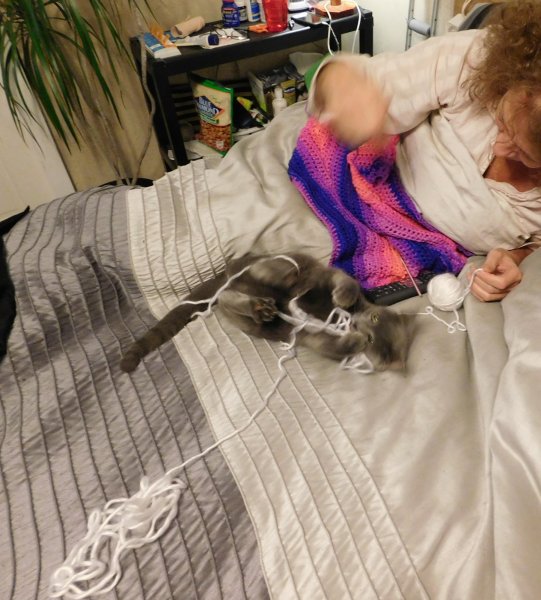 Phoebe knitting.JPG