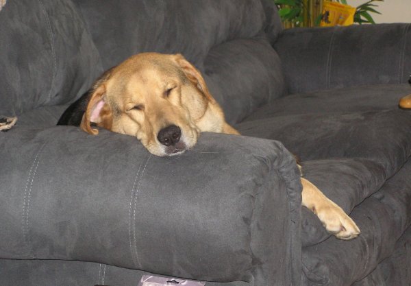 Zack on couch arm.jpg