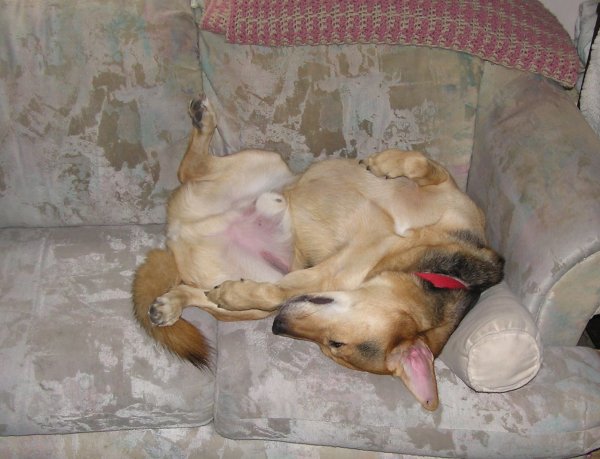 Zack on couch.... again.jpg