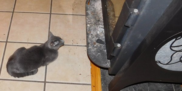 Phoebe and stove 26 Nov 2017.JPG