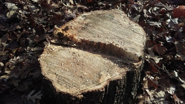 stump cut.jpg