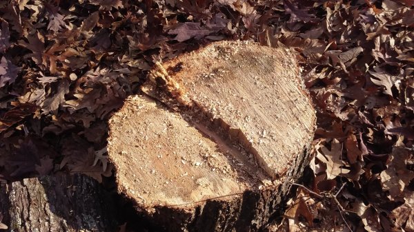 stump cut 2.jpg