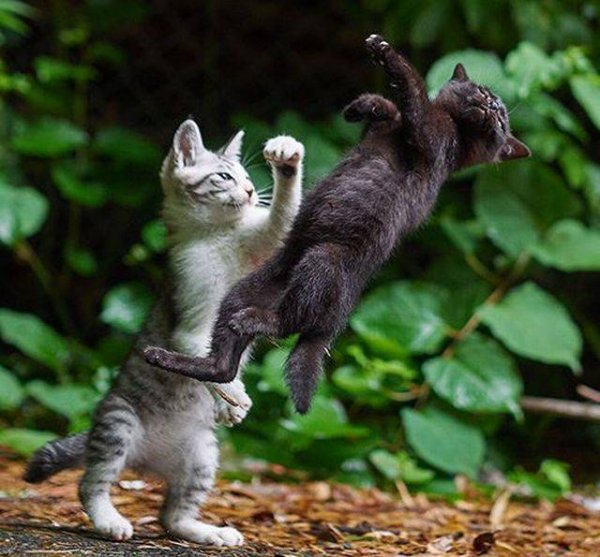 what-do-you-think-they-were-fighting-about-meow.jpg