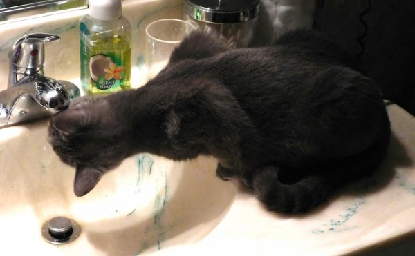 Phoebe faucet 2.JPG
