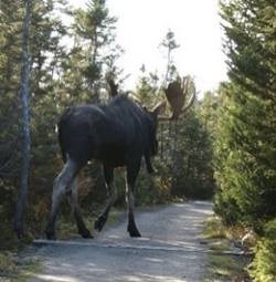 ReallyBigMoose.jpg