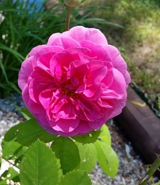 English Rose-cropped.jpg