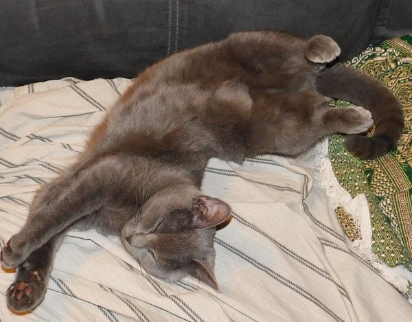 Phoebe sleeps upside down.JPG