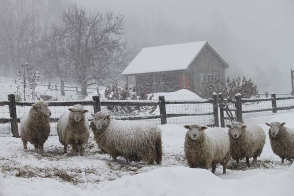 sheep in front of shed in snow.jpg