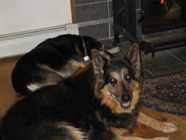 Dogs by stove.jpg