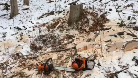 woodcutting today 4.png