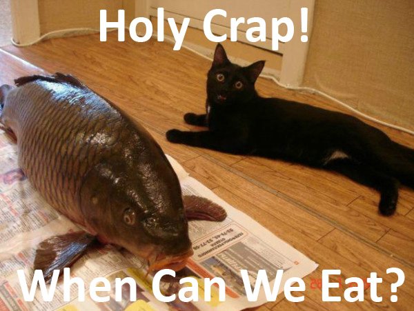 cat-humor-holy-crap.jpg