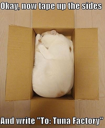 funny-cat-inside-cardboard-box.jpg