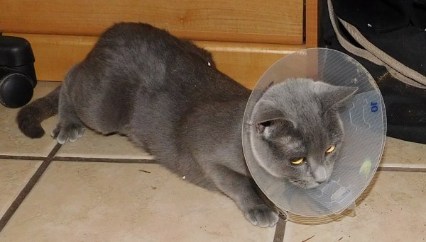Phoebe in cone.JPG