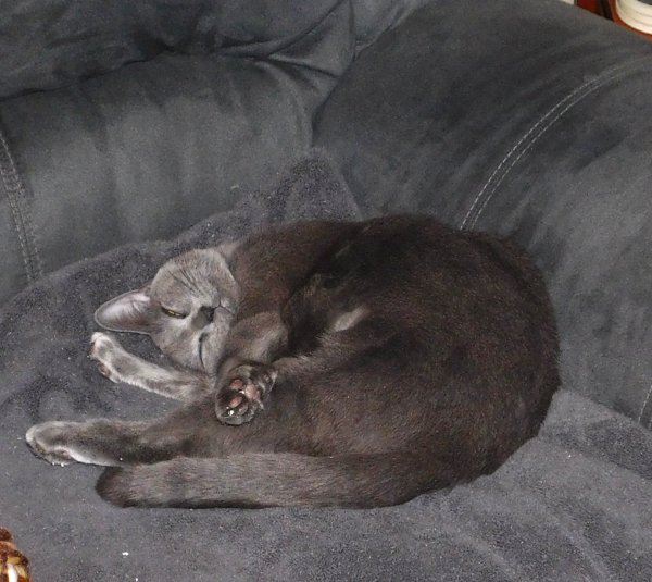 Phoebe relaxing on the couch 2.JPG