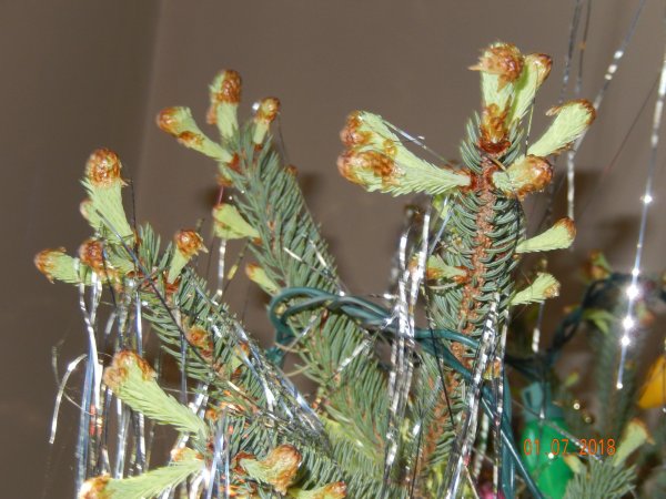 DSCN1768.JPG