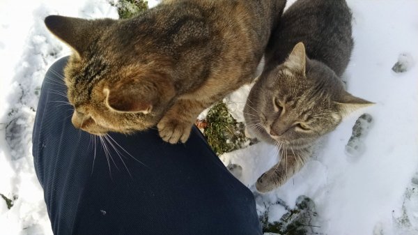 IMG_20171216_132443280.jpg