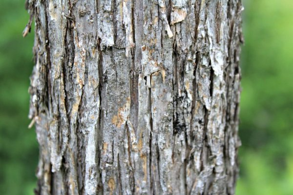 Hop-Hornbeam-Bark-1024x683.jpg