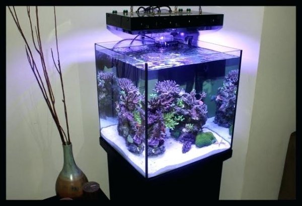 60-gallon-rimless-aquarium-rimless-cube-reef-central-online-community-60-gallon-rimless-tank.jpg