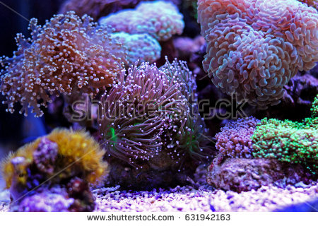 stock-photo-euphyllia-torch-lps-coral-631942163.jpg