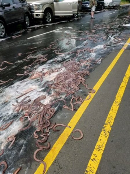 eel-spill-in-oregon.jpg