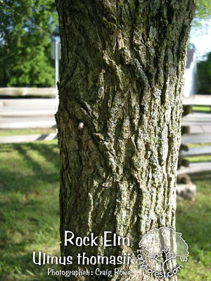 090528RockElmBark.jpg