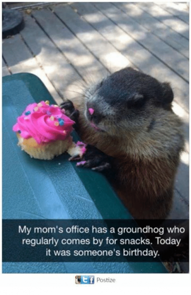 my-moms-office-has-a-groundhog-who-regularly-comes-by-21440375.png