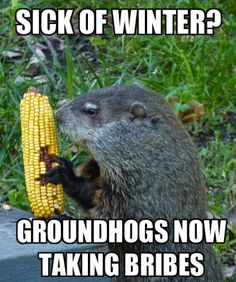 groundhog-bribe.jpg