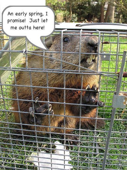 235764-Funny-Groundhogs-Day-Quote-About-Spring.jpg