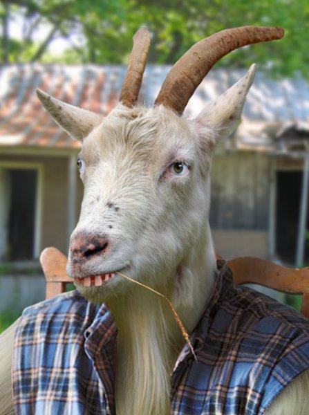 Hillbilly-Goat-21630.jpg