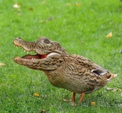 duck-crocodile-mutant-disease-weird-animal-pictures[1].jpg