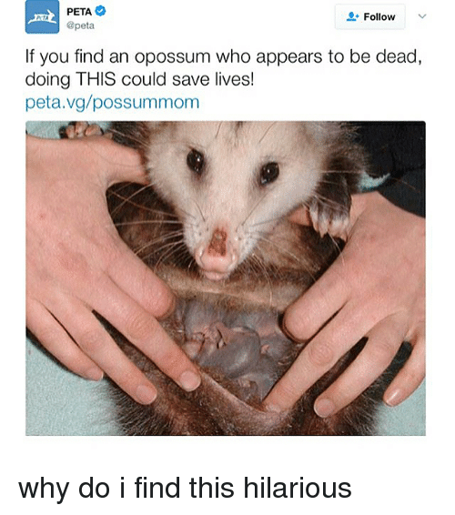 peta-follow-peta-find-an-opossum-who-appears-to-be-20777773.png