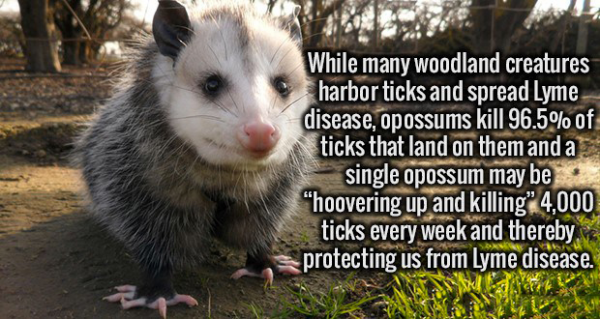 opossum-lyme-disease.png