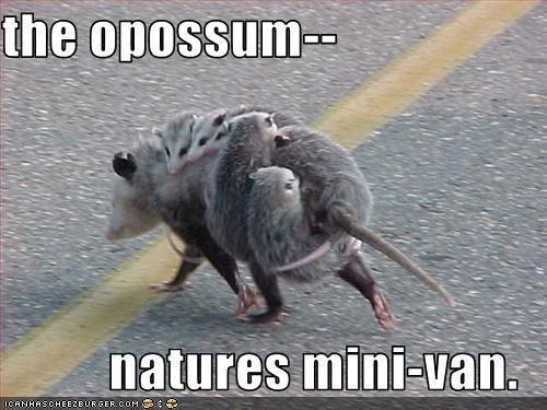 possumminivan.jpg