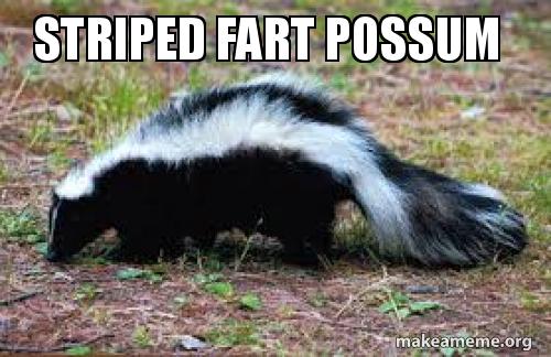 striped-fart-possum.jpg