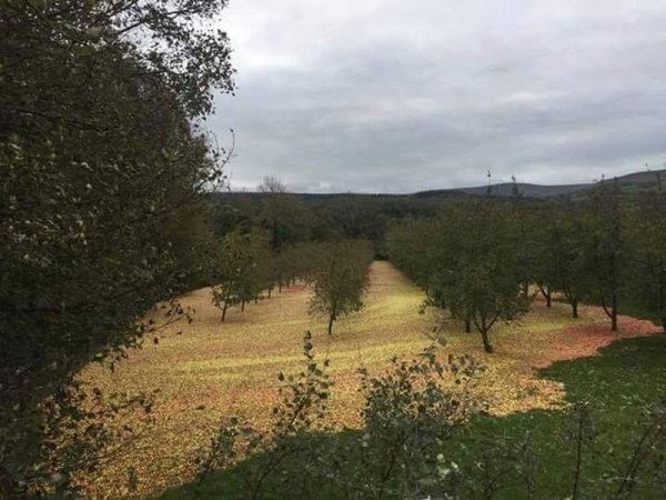 hurricane-passes-through-apple-orchard.jpg