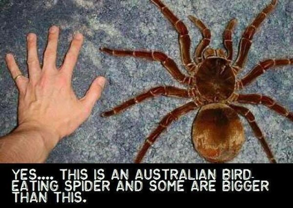 31c3d3280be555e6f6d2e83068e597d2--large-spiders-australian-birds.jpg